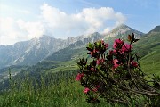 13 Rododendri in fiore con vista sulla costiera Cavallo-Pegherolo
